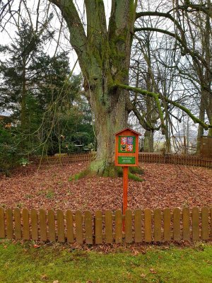 Tilia cordata lípa srdčitá – památný strom.